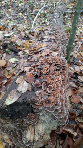 Trametes versicolor