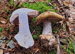 Calonarius suaveolens