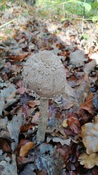 Macrolepiota procera