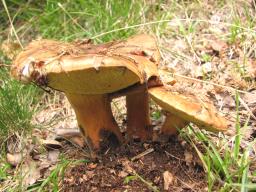 Cyanoboletus pulverulentus