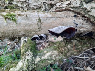 Auricularia auricula-judae