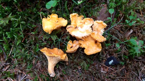 Cantharellus cibarius