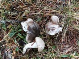 Hygrophorus agathosmus