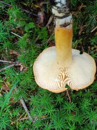 Lactifluus volemus