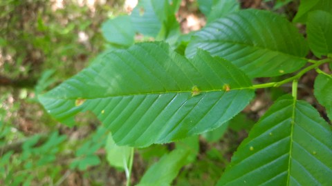 Puccinia coronata