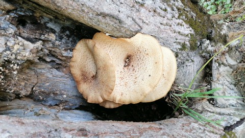 Pholiota squarrosa