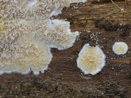 Leucogyrophana sororia
