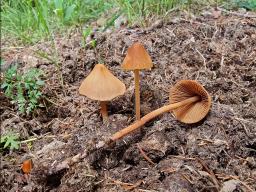 Conocybe macrospora