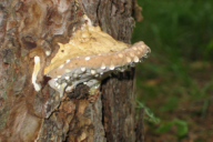 Fomitopsis pinicola