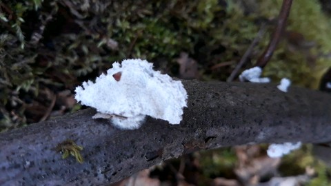 Schizophyllum commune