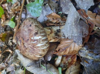 Tricholoma matsutake