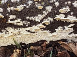 Irpex lacteus