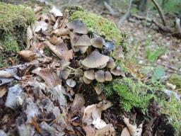 Mycena viridimarginata