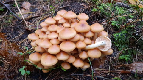 Hypholoma capnoides