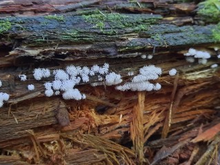Ceratiomyxa fruticulosa
