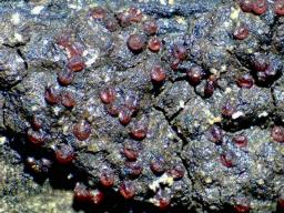 Pseudocosmospora perforaticola