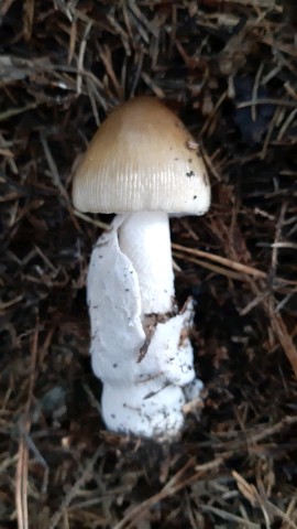 Amanita battarrae