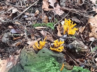 Calocera viscosa