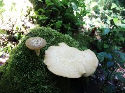 Polyporus tuberaster