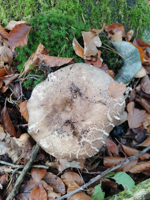 Russula adusta