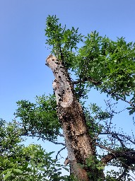 Auricularia auricula-judae