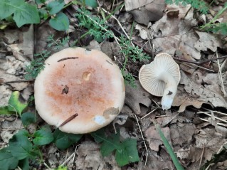 Hygrophorus nemoreus