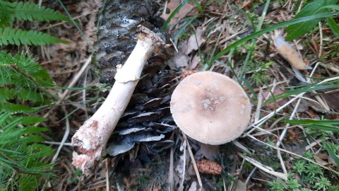 Amanita rubescens