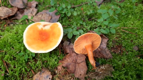 Hygrophoropsis aurantiaca