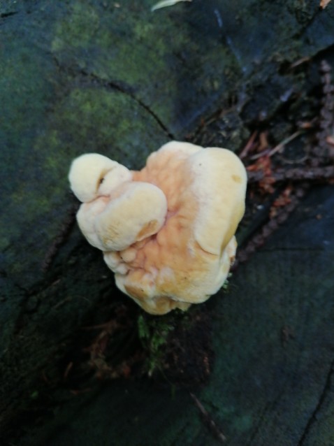 Laetiporus sulphureus