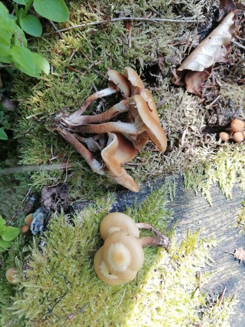 Kuehneromyces mutabilis