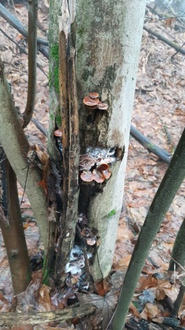 Flammulina velutipes