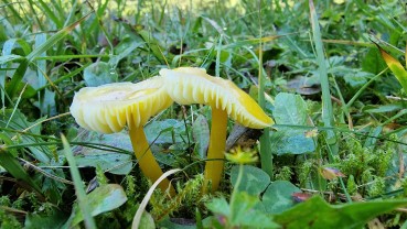 Hygrocybe ceracea