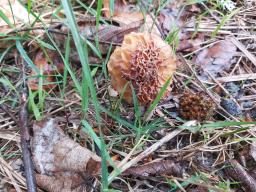 Morchella esculenta