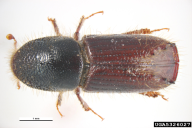 Ips typographus