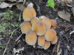 Coprinellus micaceus