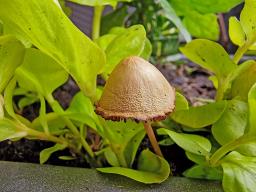 Conocybe rickenii