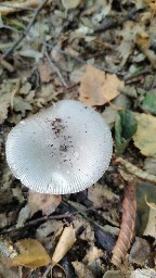 Amanita vaginata