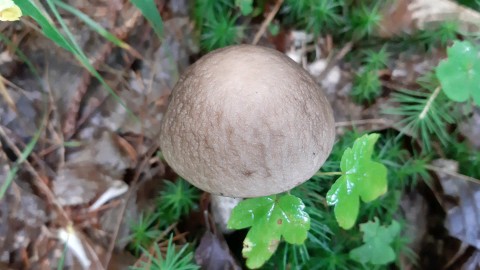 Leccinellum pseudoscabrum