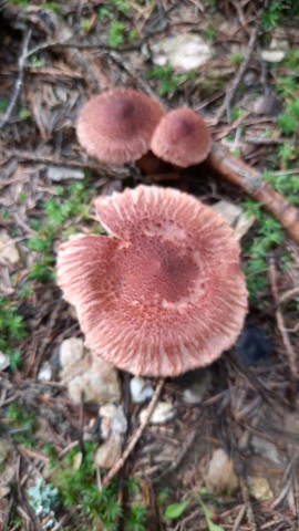 Tricholoma vaccinum