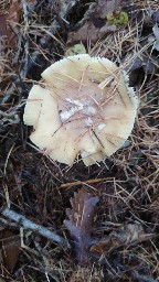 Amanita gemmata