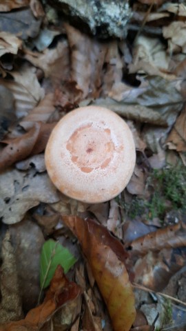 Lactarius chrysorrheus