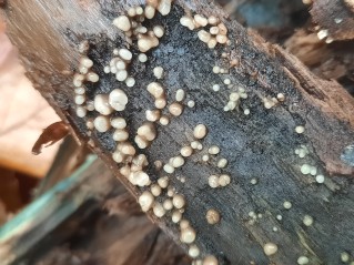 Helicogloea compressa