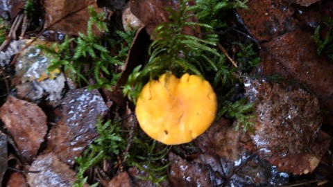 Cantharellus cibarius