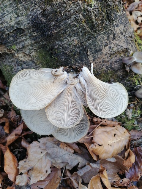 Pleurotus ostreatus