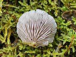 Crepidotus applanatus