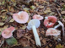 Russula betularum