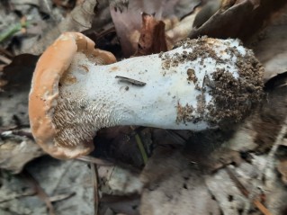 Hydnum repandum f. amarum