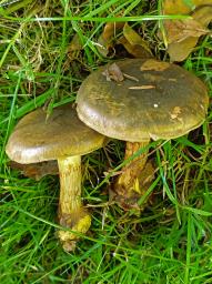 Calonarius atrovirens