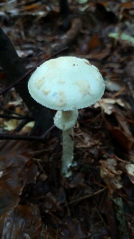 Amanita citrina