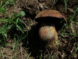 Neoboletus erythropus